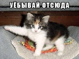 images?q=tbn:ANd9GcQut1zcXY7iS3tVwWITjDgGYFn50cE_GbhpmlbssU7D6_d7fRfe