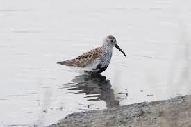 Attēlu rezultāti vaicājumam “Calidris alpina”