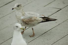 Attēlu rezultāti vaicājumam “Larus canus”