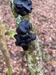 Attēlu rezultāti vaicājumam “Exidia glandulosa”