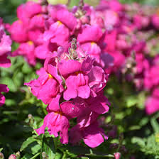 Image result for Antirrhinum majus