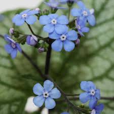 Image result for Brunnera `Jack Frost`