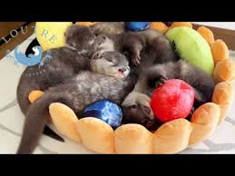 Image result for Otters Old Time Dance Club