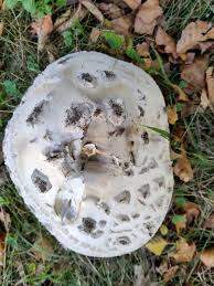 Attēlu rezultāti vaicājumam “Amanita strobiliformis”