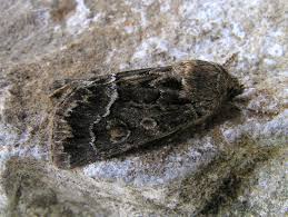 Attēlu rezultāti vaicājumam “Thalpophila matura”