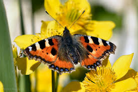 Attēlu rezultāti vaicājumam “Aglais urticae”