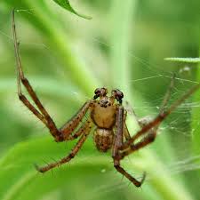 Attēlu rezultāti vaicājumam “Argiope bruennichi”