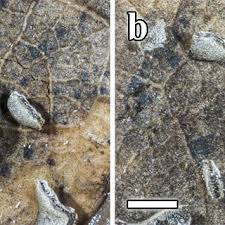 Attēlu rezultāti vaicājumam “Physarum bivalve”