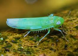 Attēlu rezultāti vaicājumam “Empoasca sp.”