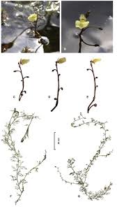 Attēlu rezultāti vaicājumam “Utricularia x neglecta leaf”