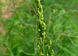Attēlu rezultāti vaicājumam “Asparagus officinalis”