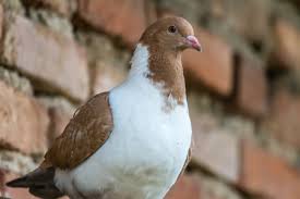 Attēlu rezultāti vaicājumam “Columba livia f. domestica”