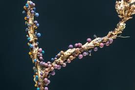 Attēlu rezultāti vaicājumam “Lamproderma columbinum spores”