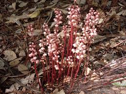 Attēlu rezultāti vaicājumam “Pyrola minor flower”
