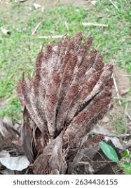 Attēlu rezultāti vaicājumam “Stemonitis splendens stalked”