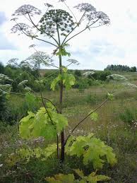 Attēlu rezultāti vaicājumam “Heracleum sosnowskyi”