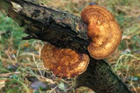 Attēlu rezultāti vaicājumam “Daedaleopsis confragosa”