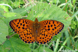 Attēlu rezultāti vaicājumam “Brenthis daphne”