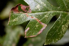 Attēlu rezultāti vaicājumam “Lyonetia clerkella”