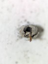 Attēlu rezultāti vaicājumam “Didymium xanthopus spores”