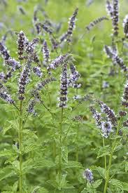 Attēlu rezultāti vaicājumam “Mentha x verticillata leaf”