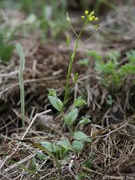 Attēlu rezultāti vaicājumam “Draba nemorosa fruit”