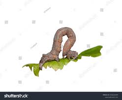 Attēlu rezultāti vaicājumam “Crocallis elinguaria larva”