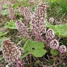 Image result for Petasites officinalis