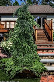 Attēlu rezultāti vaicājumam “Abies veitchii”