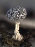 Attēlu rezultāti vaicājumam “Physarum leucopus spores”