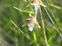 Attēlu rezultāti vaicājumam “Epipactis palustris bud”