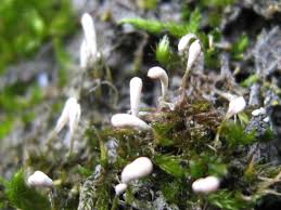 Attēlu rezultāti vaicājumam “Eocronartium muscicola”