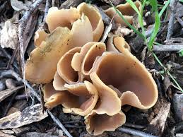 Attēlu rezultāti vaicājumam “Peziza repanda”