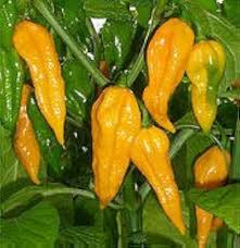 Afbeeldingsresultaat voor yellow fratali hot pepper