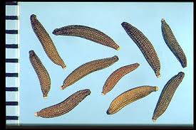 Attēlu rezultāti vaicājumam “Picris hieracioides”