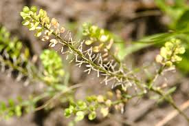 Attēlu rezultāti vaicājumam “Lepidium densiflorum bud”