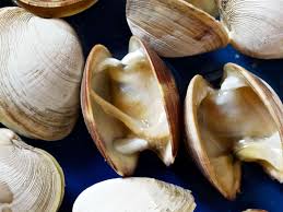 Image result for Clams