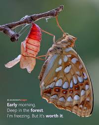 Attēlu rezultāti vaicājumam “Argynnis laodice male”