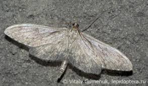 Attēlu rezultāti vaicājumam “Anania lancealis”