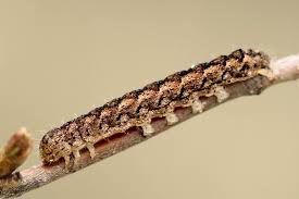 Attēlu rezultāti vaicājumam “Polia nebulosa”