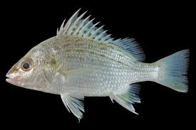 Image result for Pomadasys commersonnii