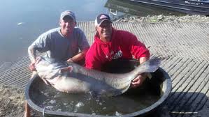 Image result for Ictalurus furcatus