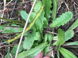 Attēlu rezultāti vaicājumam “Hypochaeris radicata leaf”