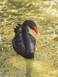 Attēlu rezultāti vaicājumam “Cygnus atratus”