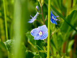 Attēlu rezultāti vaicājumam “Veronica chamaedrys flower”