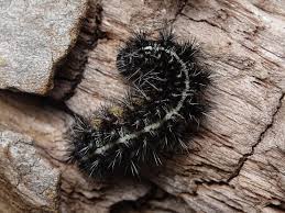 Attēlu rezultāti vaicājumam “Coscinia cribraria imago”