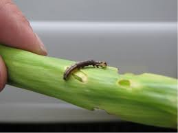 Attēlu rezultāti vaicājumam “Stemonaria irregularis stalked”