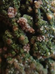 Attēlu rezultāti vaicājumam “Trapeliopsis granulosa”