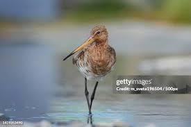 Attēlu rezultāti vaicājumam “Limosa lapponica adult”