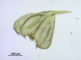 Attēlu rezultāti vaicājumam “Thuidium recognitum”